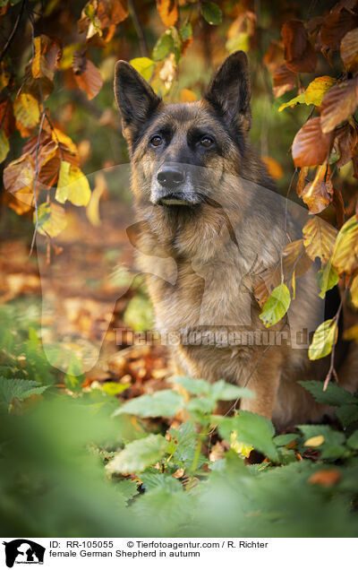Deutscher Schferhund Hndin im Herbst / female German Shepherd in autumn / RR-105055