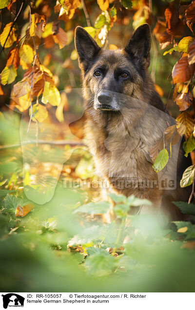 Deutscher Schferhund Hndin im Herbst / female German Shepherd in autumn / RR-105057