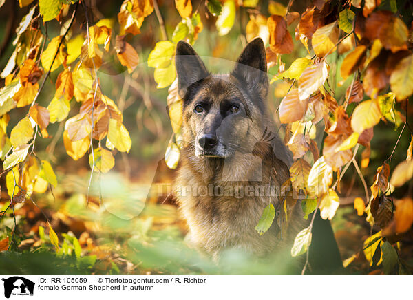 Deutscher Schferhund Hndin im Herbst / female German Shepherd in autumn / RR-105059
