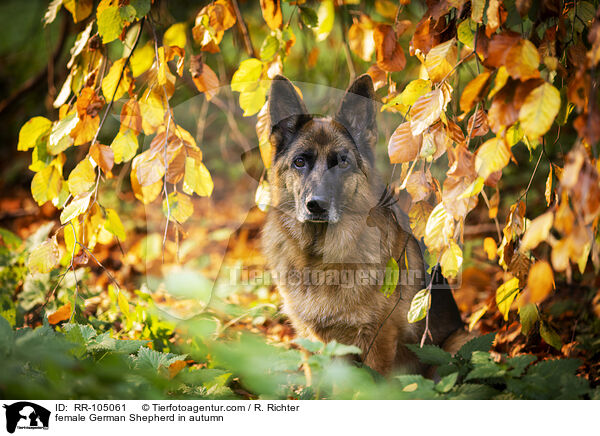 Deutscher Schferhund Hndin im Herbst / female German Shepherd in autumn / RR-105061