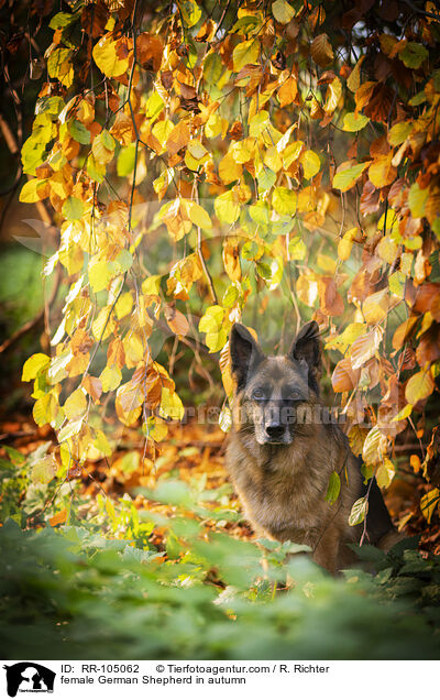 Deutscher Schferhund Hndin im Herbst / female German Shepherd in autumn / RR-105062