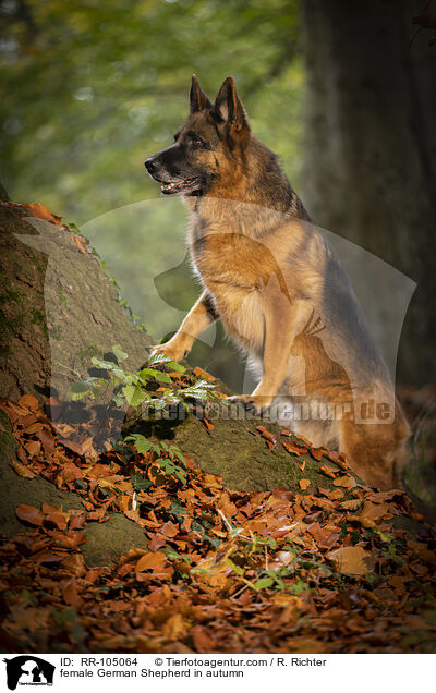 Deutscher Schferhund Hndin im Herbst / female German Shepherd in autumn / RR-105064