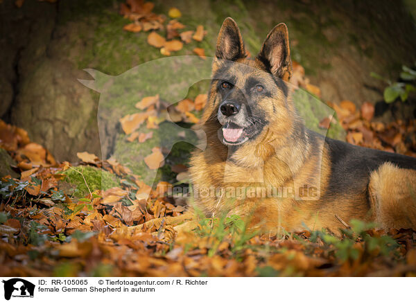 Deutscher Schferhund Hndin im Herbst / female German Shepherd in autumn / RR-105065