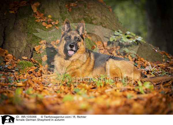Deutscher Schferhund Hndin im Herbst / female German Shepherd in autumn / RR-105066