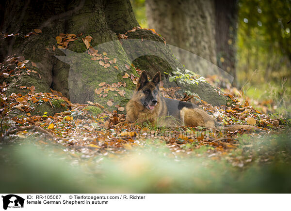 Deutscher Schferhund Hndin im Herbst / female German Shepherd in autumn / RR-105067