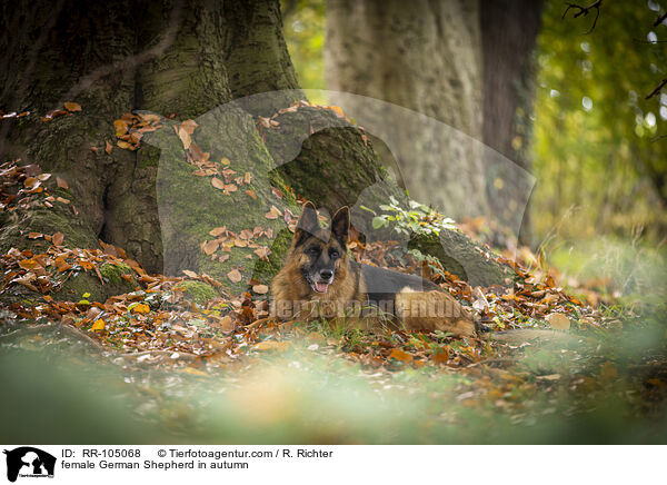 Deutscher Schferhund Hndin im Herbst / female German Shepherd in autumn / RR-105068