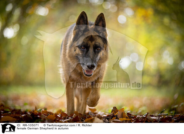 Deutscher Schferhund Hndin im Herbst / female German Shepherd in autumn / RR-105071