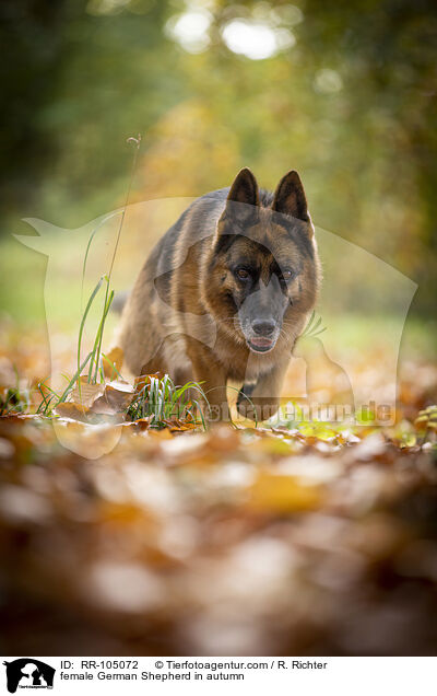 Deutscher Schferhund Hndin im Herbst / female German Shepherd in autumn / RR-105072