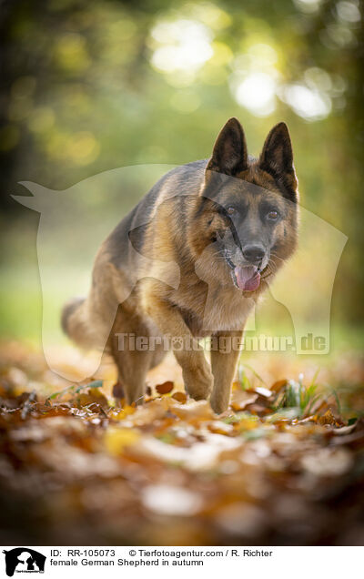 Deutscher Schferhund Hndin im Herbst / female German Shepherd in autumn / RR-105073