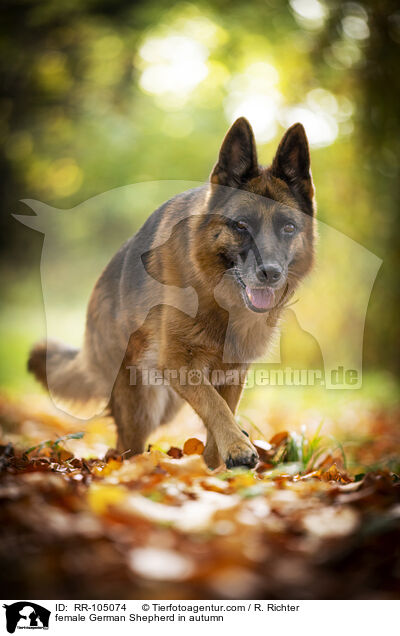 Deutscher Schferhund Hndin im Herbst / female German Shepherd in autumn / RR-105074