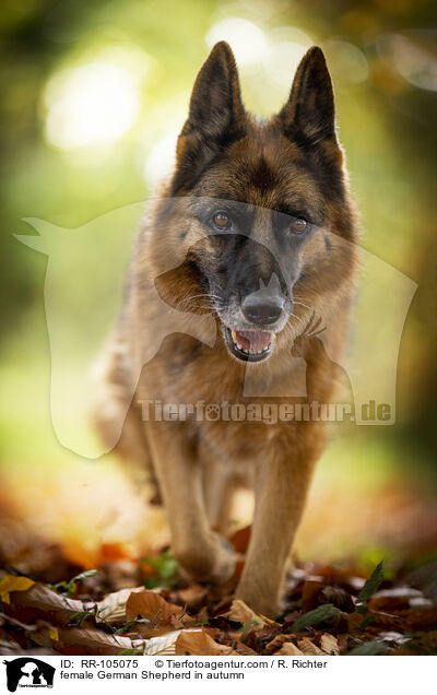 Deutscher Schferhund Hndin im Herbst / female German Shepherd in autumn / RR-105075