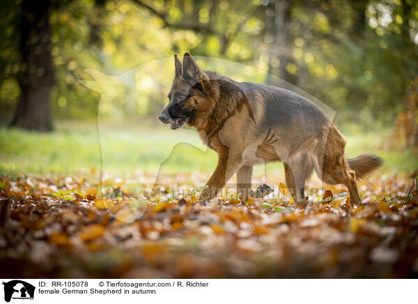 Deutscher Schferhund Hndin im Herbst / female German Shepherd in autumn / RR-105078