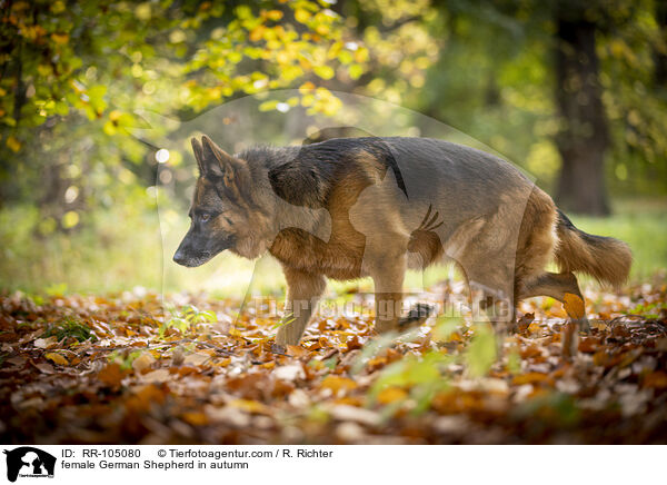 Deutscher Schferhund Hndin im Herbst / female German Shepherd in autumn / RR-105080