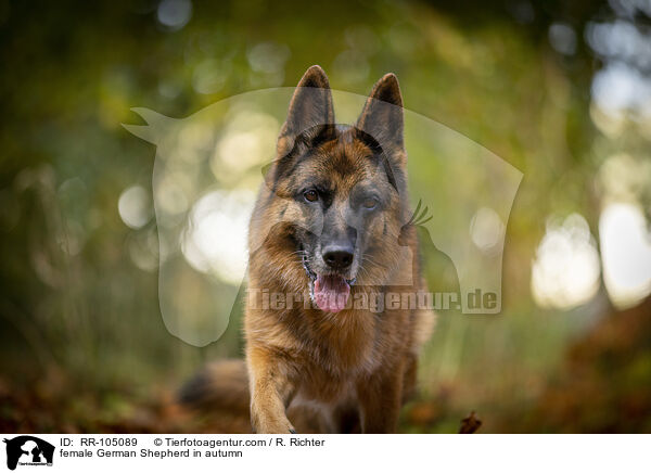 Deutscher Schferhund Hndin im Herbst / female German Shepherd in autumn / RR-105089