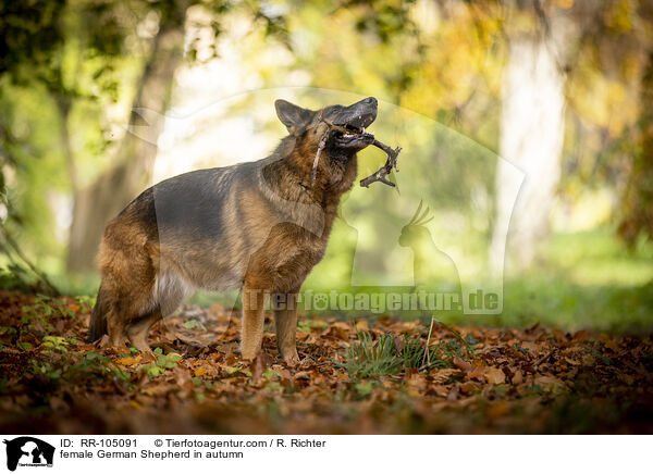 Deutscher Schferhund Hndin im Herbst / female German Shepherd in autumn / RR-105091