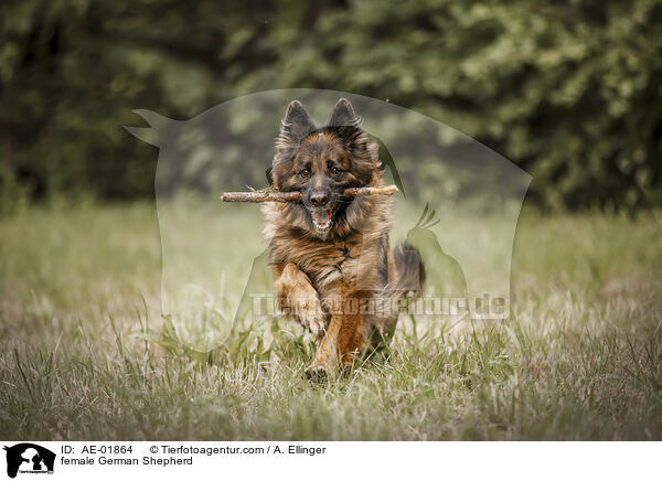 Deutscher Schferhund Hndin / female German Shepherd / AE-01864