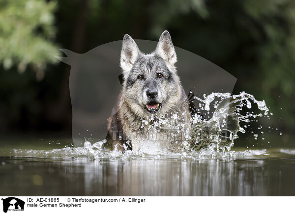 Deutscher Schferhund Rde / male German Shepherd / AE-01865