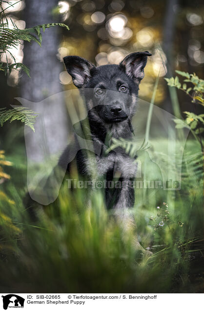 Deutscher Schferhund Welpe / German Shepherd Puppy / SIB-02665