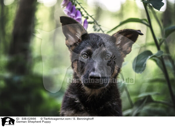 Deutscher Schferhund Welpe / German Shepherd Puppy / SIB-02666