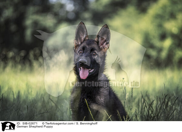 Deutscher Schferhund Welpe / German Shepherd Puppy / SIB-02671