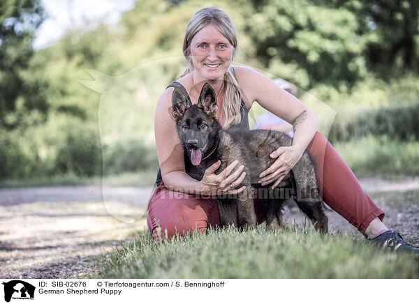 Deutscher Schferhund Welpe / German Shepherd Puppy / SIB-02676