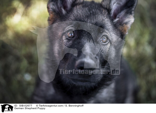 Deutscher Schferhund Welpe / German Shepherd Puppy / SIB-02677