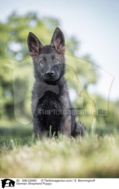 German Shepherd Puppy / SIB-02680