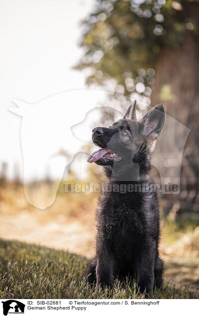 German Shepherd Puppy / SIB-02681