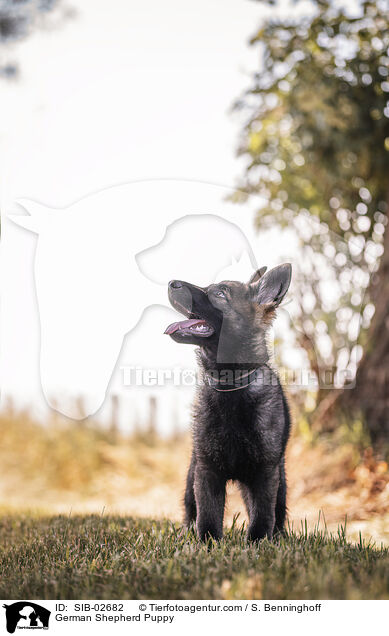 Deutscher Schferhund Welpe / German Shepherd Puppy / SIB-02682