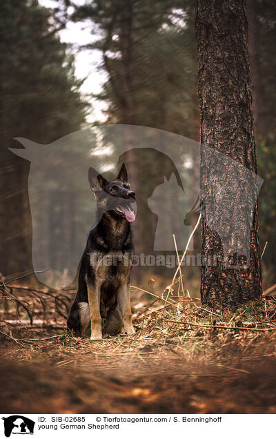 junger Deutscher Schferhund / young German Shepherd / SIB-02685