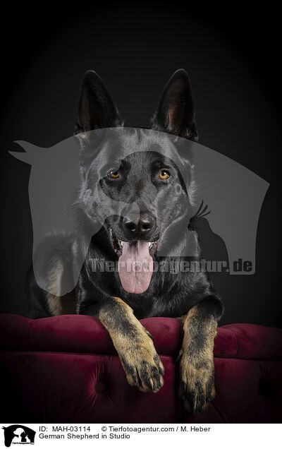Deutscher Schferhund im Studio / German Shepherd in Studio / MAH-03114