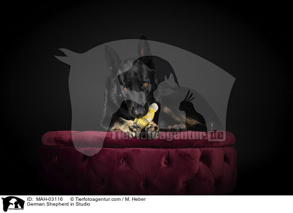 Deutscher Schferhund im Studio / German Shepherd in Studio / MAH-03116