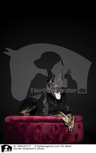 Deutscher Schferhund im Studio / German Shepherd in Studio / MAH-03117