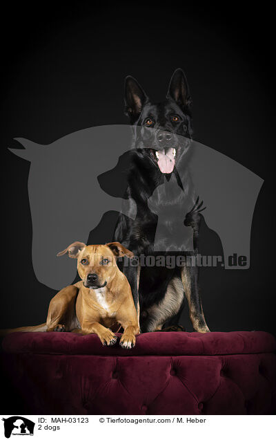 2 Hunde / 2 dogs / MAH-03123