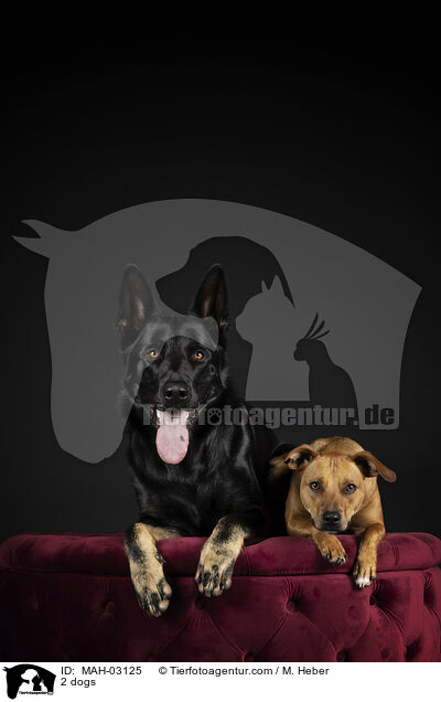 2 Hunde / 2 dogs / MAH-03125