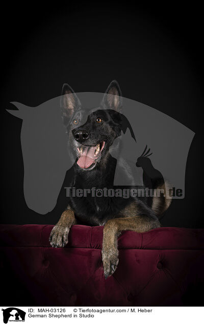 Deutscher Schferhund im Studio / German Shepherd in Studio / MAH-03126