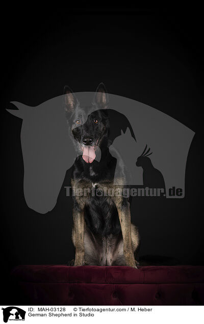 Deutscher Schferhund im Studio / German Shepherd in Studio / MAH-03128