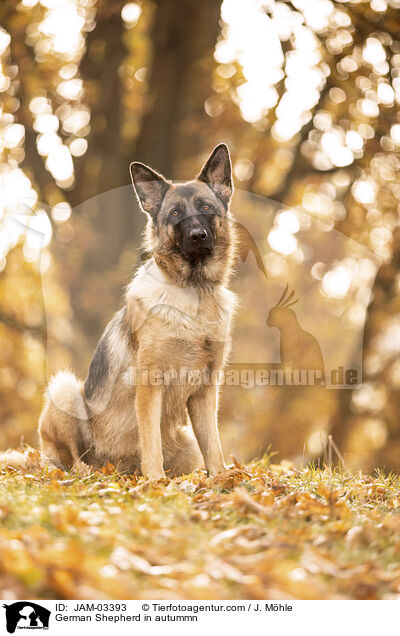 Deutscher Schferhund im Herbst / German Shepherd in autummn / JAM-03393