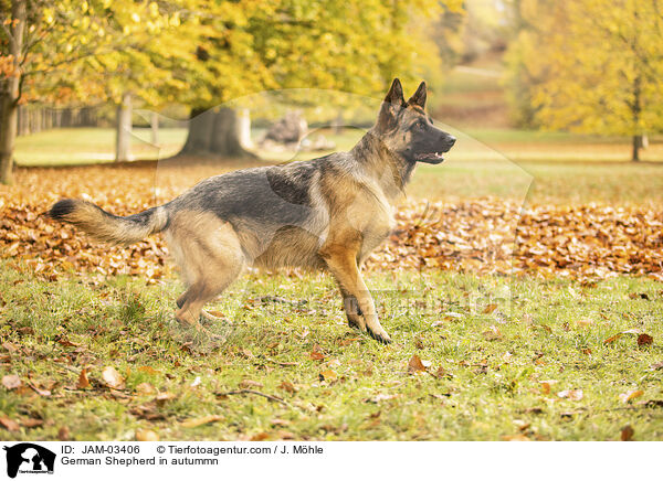 Deutscher Schferhund im Herbst / German Shepherd in autummn / JAM-03406