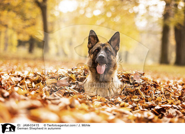 Deutscher Schferhund im Herbst / German Shepherd in autummn / JAM-03415