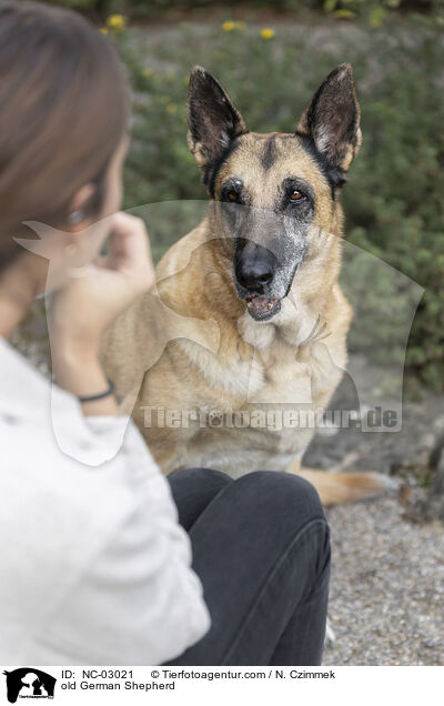 alter Deutscher Schferhund / old German Shepherd / NC-03021