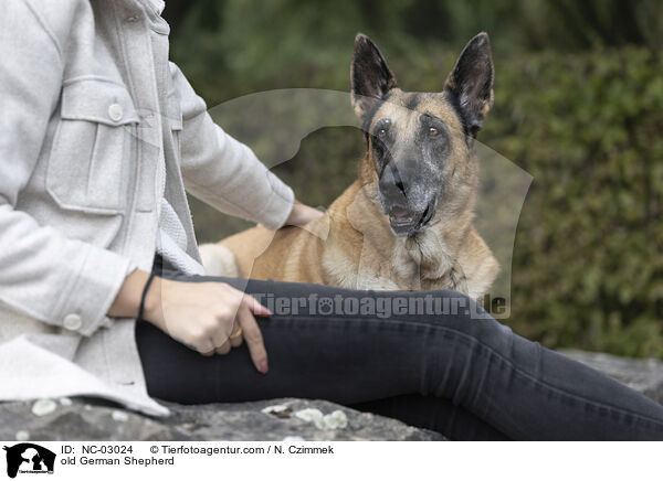 alter Deutscher Schferhund / old German Shepherd / NC-03024