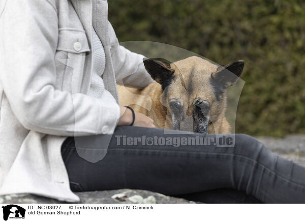 alter Deutscher Schferhund / old German Shepherd / NC-03027