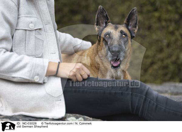 alter Deutscher Schferhund / old German Shepherd / NC-03028