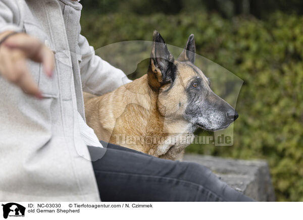alter Deutscher Schferhund / old German Shepherd / NC-03030
