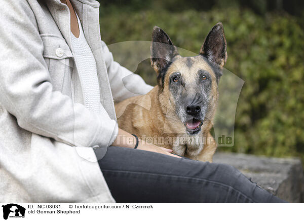 alter Deutscher Schferhund / old German Shepherd / NC-03031