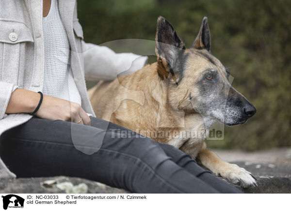 alter Deutscher Schferhund / old German Shepherd / NC-03033