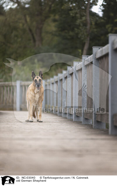 old German Shepherd / NC-03040