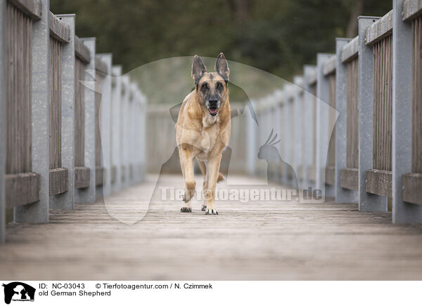alter Deutscher Schferhund / old German Shepherd / NC-03043