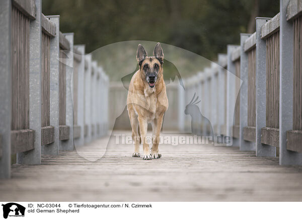 alter Deutscher Schferhund / old German Shepherd / NC-03044